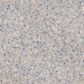 Anti-ATRN antibody produced in rabbit Prestige Antibodies&#174; Powered by Atlas Antibodies, affinity isolated antibody, buffered aqueous glycerol solution
