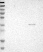Anti-CD226 antibody produced in rabbit Prestige Antibodies&#174; Powered by Atlas Antibodies, affinity isolated antibody, buffered aqueous glycerol solution