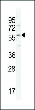 ANTI-DMP4(C-TERMINAL) antibody produced in rabbit affinity isolated antibody, buffered aqueous solution