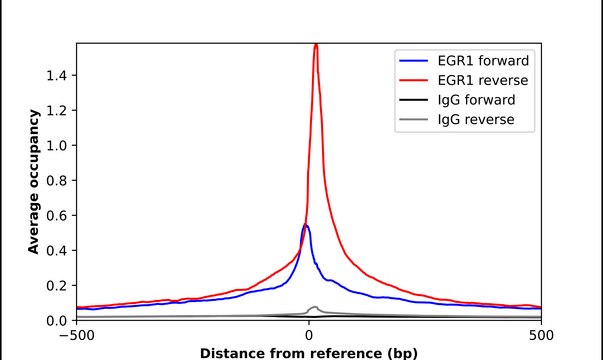Anti-EGR1 antibody produced in rabbit Prestige Antibodies&#174; Powered by Atlas Antibodies, affinity isolated antibody