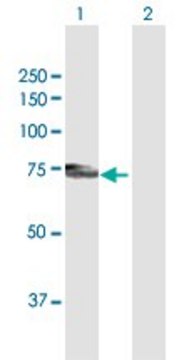 Anti-PLXDC1 antibody produced in mouse purified immunoglobulin, buffered aqueous solution