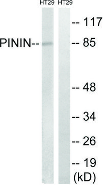 Anti-PNN antibody produced in rabbit affinity isolated antibody