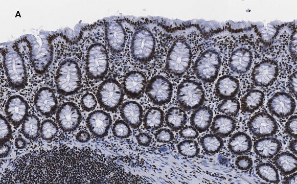 Anti-trimethyl-Histone H3 (Lys4) Antibody, clone MC315, ZooMAb&#174; Rabbit Monoclonal recombinant, expressed in HEK 293 cells