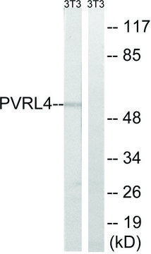 Anti-PVRL4 antibody produced in rabbit affinity isolated antibody