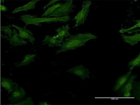 Monoclonal Anti-IFNGR2 antibody produced in mouse clone 2D9, purified immunoglobulin, buffered aqueous solution