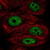Anti-DDX39B antibody produced in rabbit Prestige Antibodies&#174; Powered by Atlas Antibodies, affinity isolated antibody, buffered aqueous glycerol solution