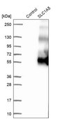 Anti-SLC1A5 antibody produced in rabbit Prestige Antibodies&#174; Powered by Atlas Antibodies, affinity isolated antibody, buffered aqueous glycerol solution