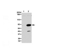 Anti-NR2F2 (ARP-1) isoform B from rabbit