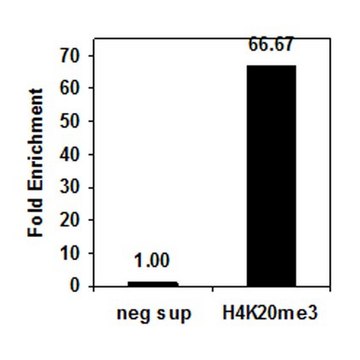 Anti-trimethyl-Histone H4 (Lys20) Antibody, Trial Size, rabbit monoclonal culture supernatant, Upstate&#174;