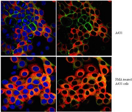 Anti-phospho-Ribosomal Protein S6 Antibody (Ser240/Ser244) from rabbit, purified by affinity chromatography