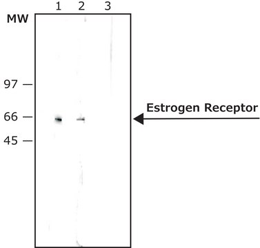 Anti-Estrogen Receptor (18-32) antibody produced in rabbit IgG fraction of antiserum, buffered aqueous solution
