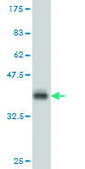 Monoclonal Anti-PRKCD, (C-terminal) antibody produced in mouse clone 6A2, purified immunoglobulin, buffered aqueous solution