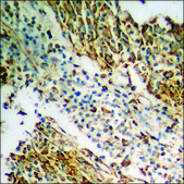 Anti-phospho-n-NOS (pSer852) antibody produced in rabbit affinity isolated antibody