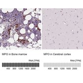 Anti-MPO antibody produced in rabbit Prestige Antibodies&#174; Powered by Atlas Antibodies, affinity isolated antibody, buffered aqueous glycerol solution