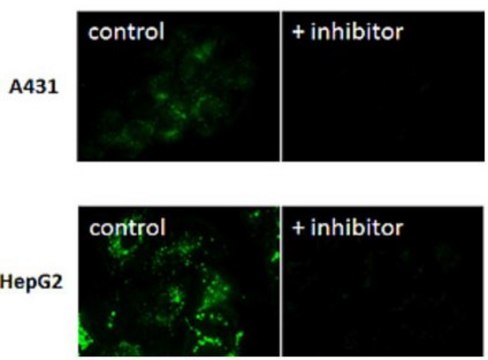 BioTracker 525 Green GGT Dye Live cell imaging dye for Gamma-glutamyltransferase (GGT) for cancer research applications.