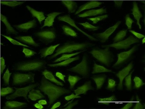 Monoclonal Anti-STIP1 antibody produced in mouse clone 1C6, purified immunoglobulin, buffered aqueous solution