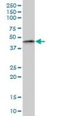Anti-PTRF antibody produced in mouse purified immunoglobulin, buffered aqueous solution