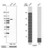 Anti-CD2AP antibody produced in rabbit Ab2, Prestige Antibodies&#174; Powered by Atlas Antibodies, affinity isolated antibody, buffered aqueous glycerol solution