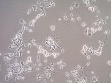 Oli-neu Mouse Oligodendroglial Precursor Cell Line