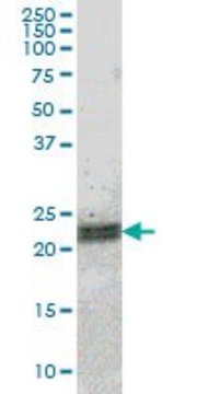 ANTI-ATF3 antibody produced in mouse clone 7G10, purified immunoglobulin, buffered aqueous solution