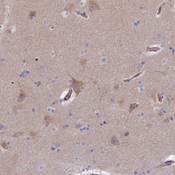 Anti-CLVS2 antibody produced in rabbit Prestige Antibodies&#174; Powered by Atlas Antibodies, affinity isolated antibody, buffered aqueous glycerol solution
