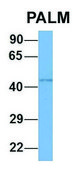 Anti-PALM (N-terminal) antibody produced in rabbit affinity isolated antibody