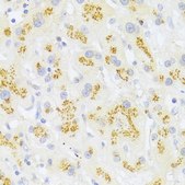 Anti-FAS antibody produced in rabbit