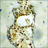 Anti-phospho-NIPA (pSer354) antibody produced in rabbit affinity isolated antibody