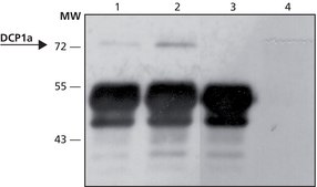 Anti-DCP1A (N-terminal) antibody produced in rabbit ~1.0&#160;mg/mL, affinity isolated antibody, buffered aqueous solution
