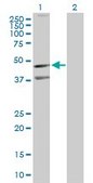 Anti-BLR1 antibody produced in rabbit purified immunoglobulin, buffered aqueous solution