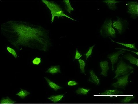 Monoclonal Anti-NPM1 antibody produced in mouse clone 1B11, purified immunoglobulin, buffered aqueous solution