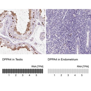 Anti-DPPA4 antibody produced in rabbit Prestige Antibodies&#174; Powered by Atlas Antibodies, affinity isolated antibody, buffered aqueous glycerol solution