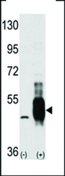 ANTI-COT (MAP3K8/MEKK8)(C-TERMINAL) antibody produced in rabbit IgG fraction of antiserum, buffered aqueous solution