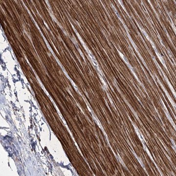 Anti-WASHC3 antibody produced in rabbit Prestige Antibodies&#174; Powered by Atlas Antibodies, affinity isolated antibody, buffered aqueous glycerol solution