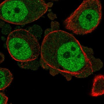 Anti-KCNN3 antibody produced in rabbit Prestige Antibodies&#174; Powered by Atlas Antibodies, affinity isolated antibody