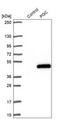 Anti-PGC antibody produced in rabbit Prestige Antibodies&#174; Powered by Atlas Antibodies, affinity isolated antibody, buffered aqueous glycerol solution