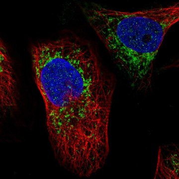 Anti-ATAD3A antibody produced in rabbit Prestige Antibodies&#174; Powered by Atlas Antibodies, affinity isolated antibody