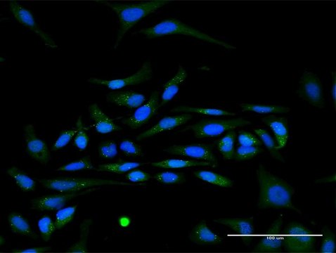 Anti-IFNA17 antibody produced in rabbit purified immunoglobulin, buffered aqueous solution