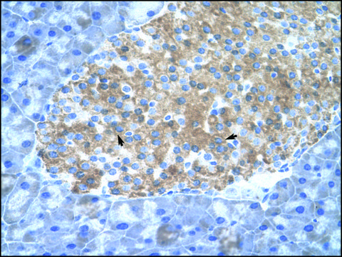 Anti-PIAS2 (AB1) antibody produced in rabbit affinity isolated antibody