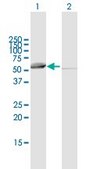 Anti-SARS2 antibody produced in mouse IgG fraction of antiserum, buffered aqueous solution