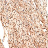 Anti-Caveolin-3 Antibody, clone 4G5W2, Rabbit Monoclonal