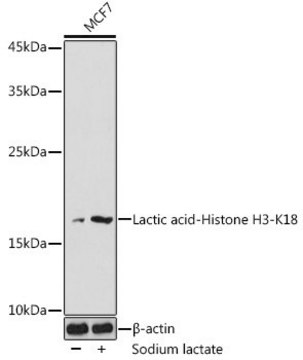 Anti-Lactic acid-Histone H3-K18 antibody produced in rabbit