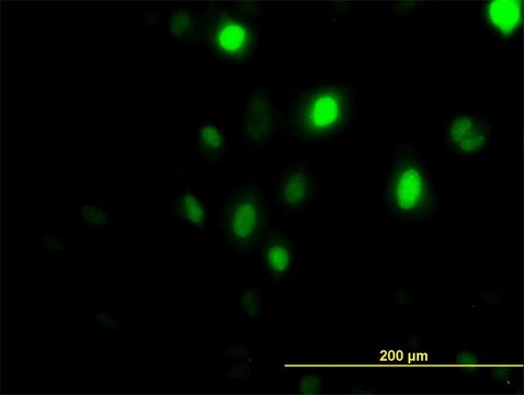 Monoclonal Anti-PLK1 antibody produced in mouse clone 2G12, purified immunoglobulin, buffered aqueous solution