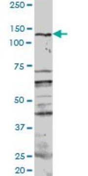 Anti-PKN1 antibody produced in rabbit purified immunoglobulin, buffered aqueous solution