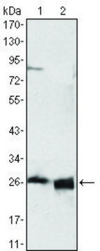 Monoclonal Anti-APOA1 antibody produced in mouse clone 5F4F5, ascites fluid