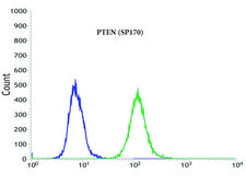 Anti-PTEN antibody, Rabbit monoclonal recombinant, expressed in proprietary host, clone SP170, affinity isolated antibody