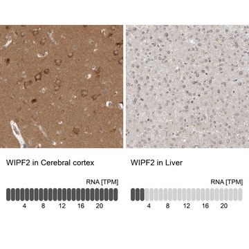 Anti-WIPF2 antibody produced in rabbit Prestige Antibodies&#174; Powered by Atlas Antibodies, affinity isolated antibody, buffered aqueous glycerol solution, Ab2