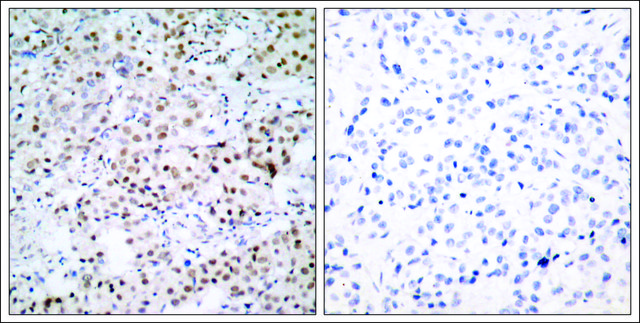 Anti-CREB1 (Ab-133) antibody produced in rabbit affinity isolated antibody