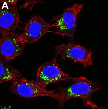 Anti-AIFM2 Antibody, clone 1I15 ZooMAb&#174; Rabbit Monoclonal recombinant, expressed in HEK 293 cells