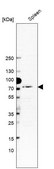 Anti-MX1 antibody produced in rabbit Prestige Antibodies&#174; Powered by Atlas Antibodies, affinity isolated antibody